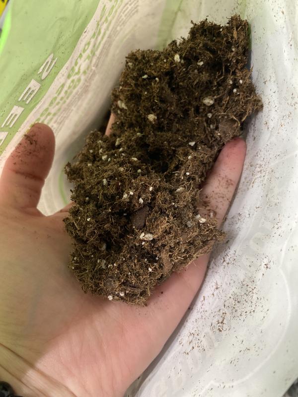 This is what the soil looks like, not that bad right? No once you get it in your tray it’s terrible at taking in moisture