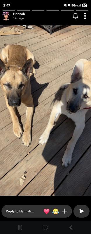 Down stay for treats