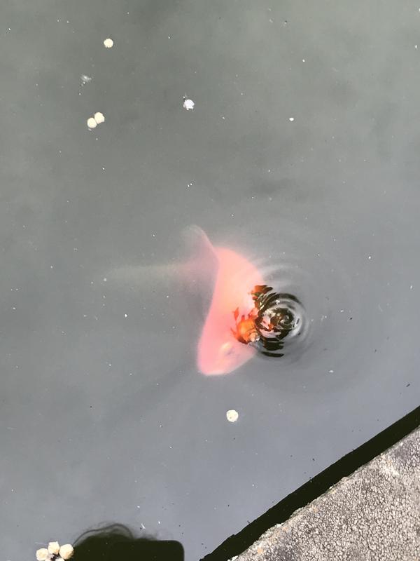 Mazuri Koi Pond Nuggets Floating Koi Food For Fish, 20 Lbs. | Petco