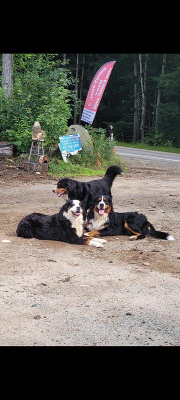 They all love the toys, thank you for keeping my pups happy!!