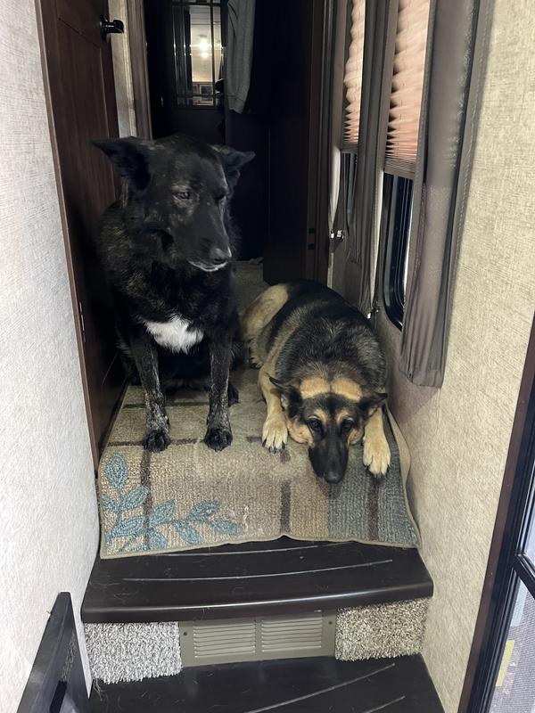 Happy dogs, didn’t even know they got their vaccines!