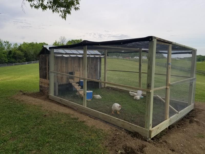Chickens are safe and happy