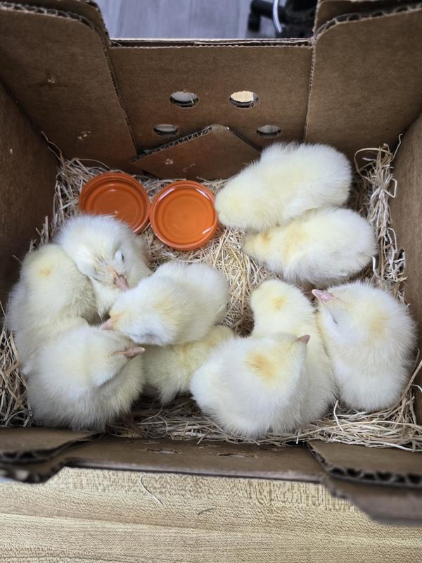 10 little leghorn hens