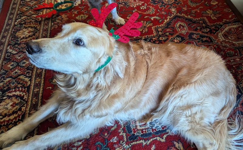 Emmitt loves Christmas