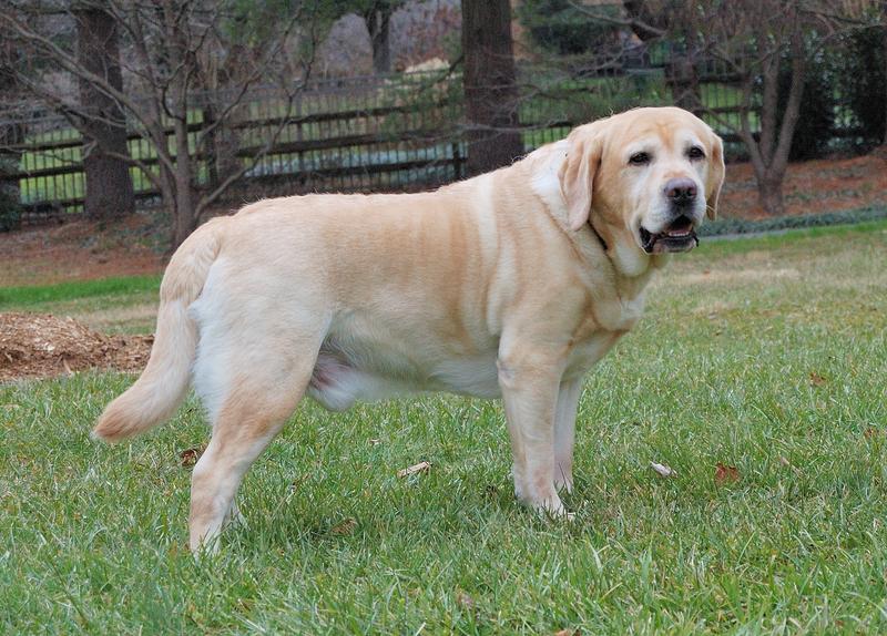 Never enough of these Ch. Sired Tanks