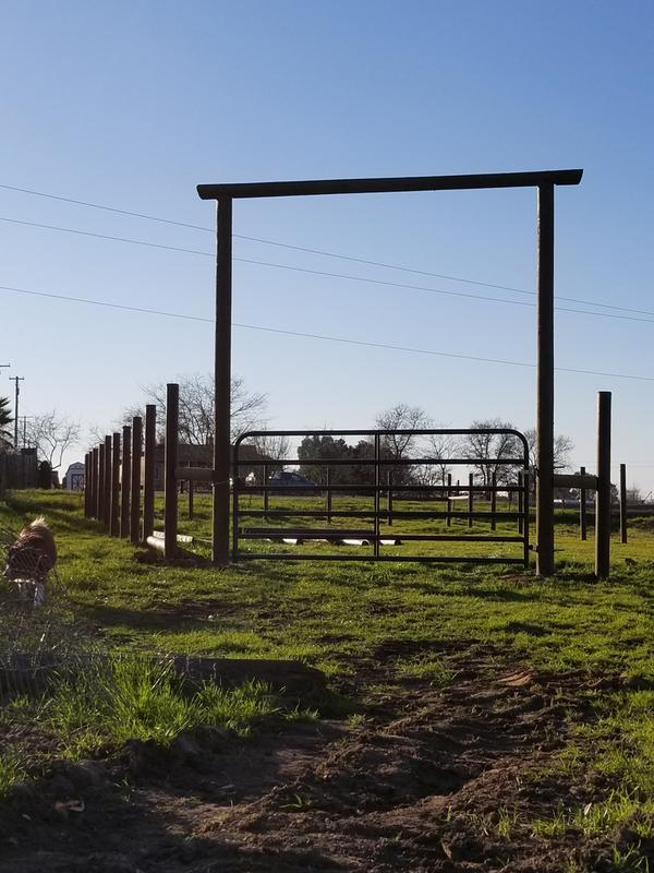 New paddock and new gate