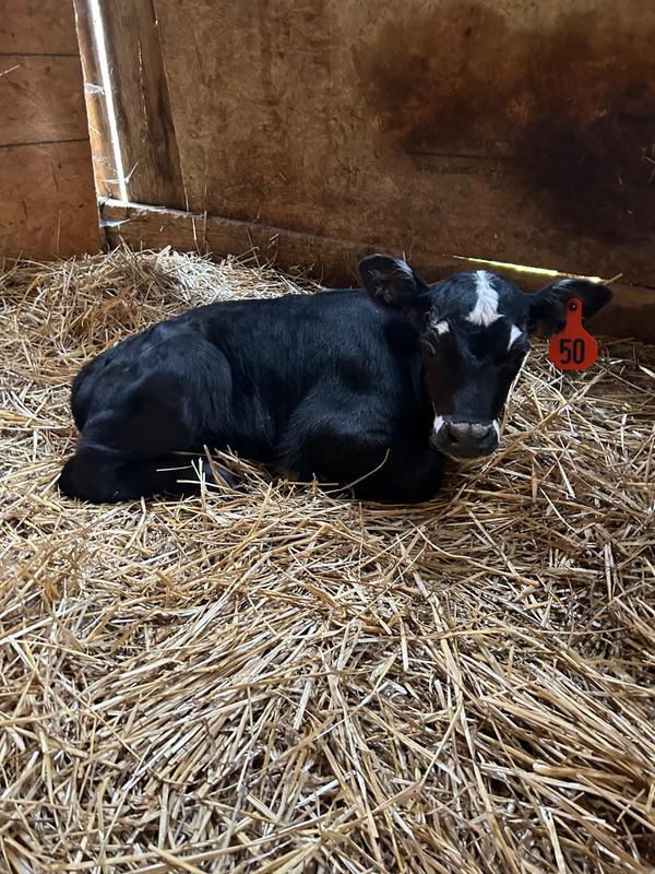 Twin bull calf rejected by mom