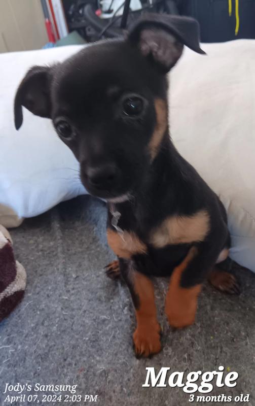 My little Maggie named after the Chris Stapleton song! Which most of my poopies names come from music....