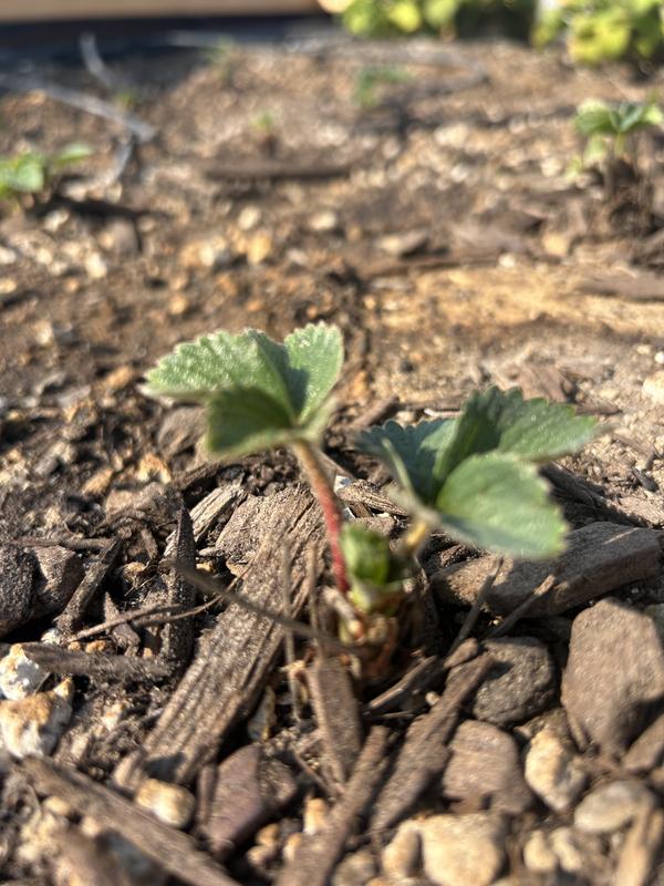 planted July 7, pic of strawberry 1 week later on July 14