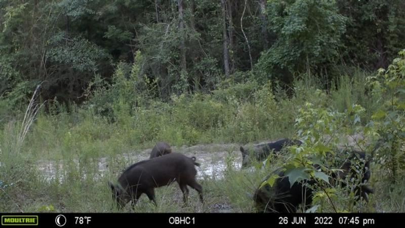 Deer, turkeys, and hogs love the rock..