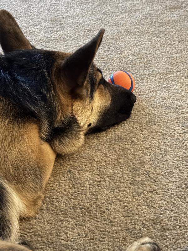 Showing it off but keeping it close in case someone tries to steal it.