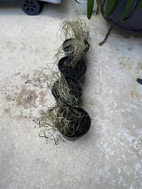 4 lifeless lemon grass