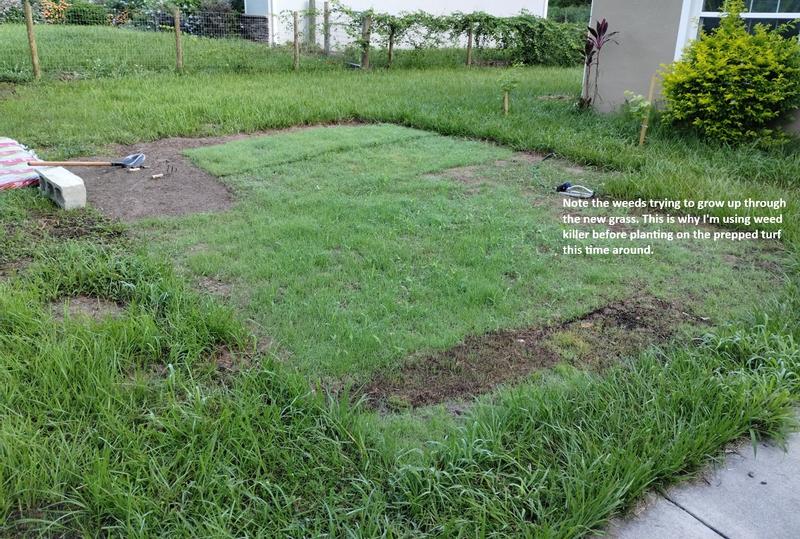 When you cut weeds you spread seeds that grow with the new grass. See a blade that doesn't look right, yank it.