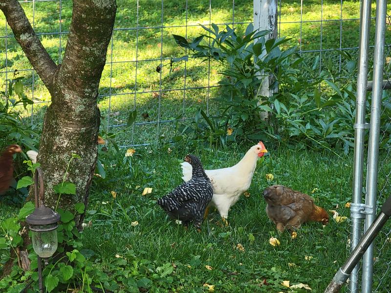 Added chicken wire to our fenced yard.
