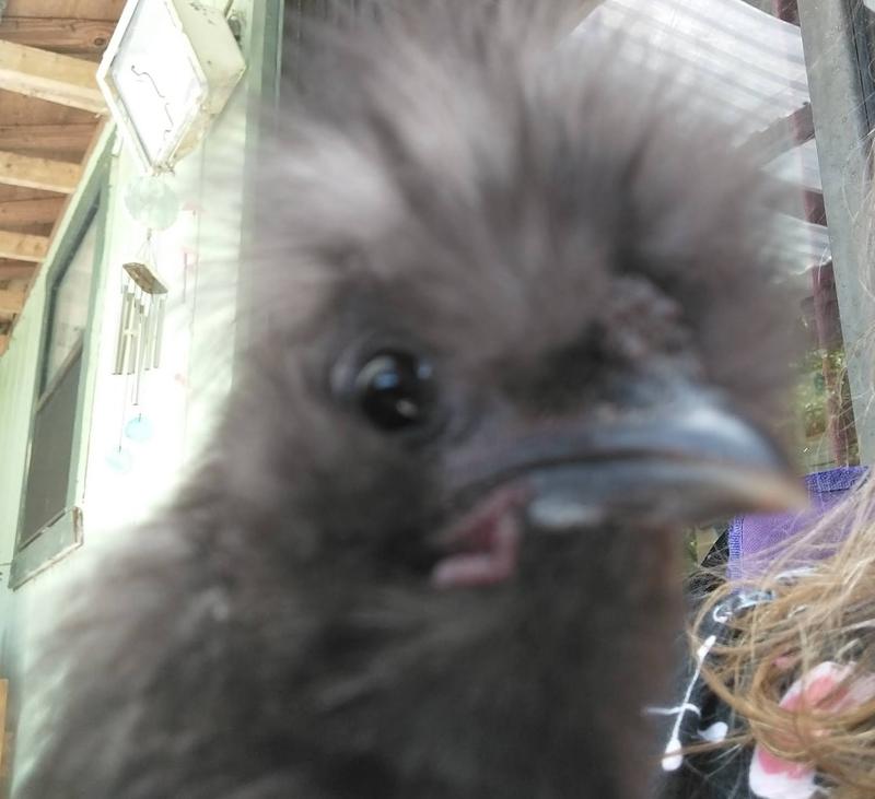 This roo says good grit!