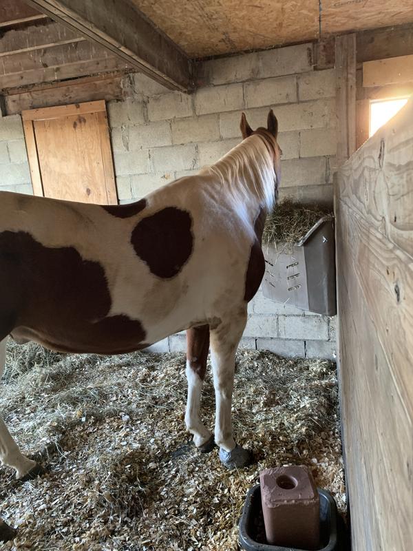 Quarter horse