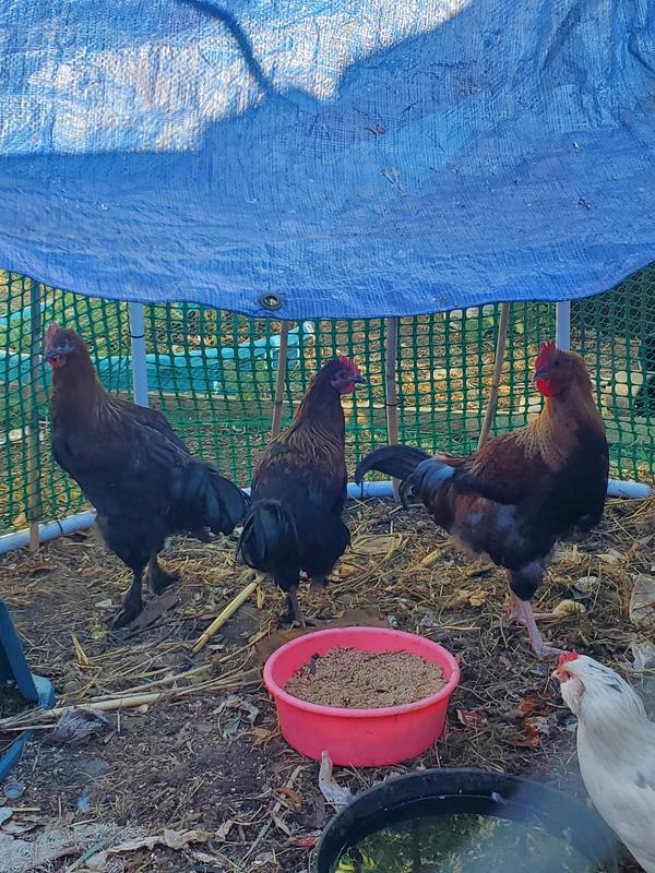 My roosters