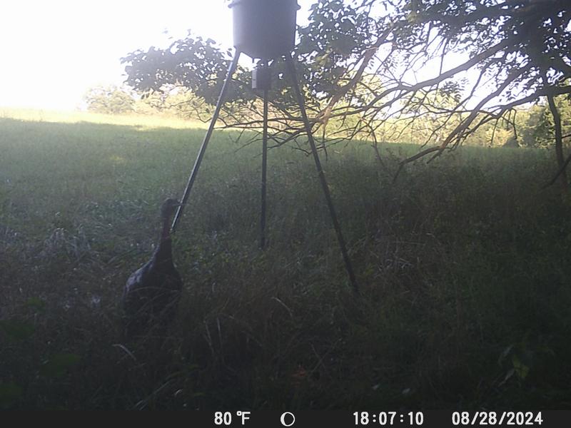 wildgame-innovations-30-gal-evolution-feeder-at-tractor-supply-co