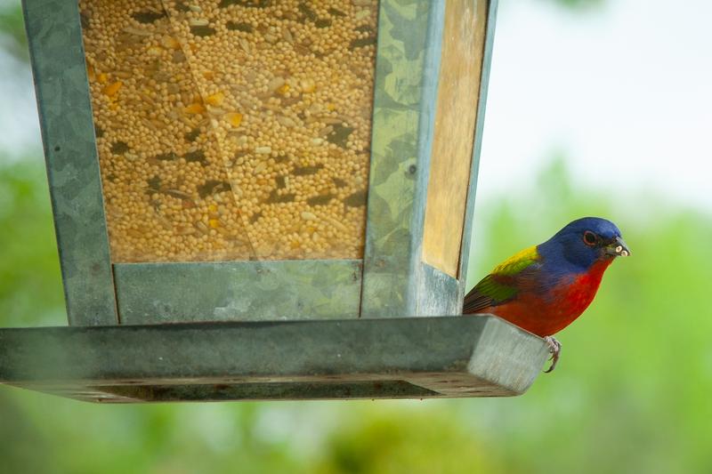 Painted Bunting