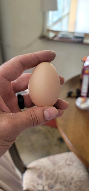 Eggs thanks to Tractor Supply