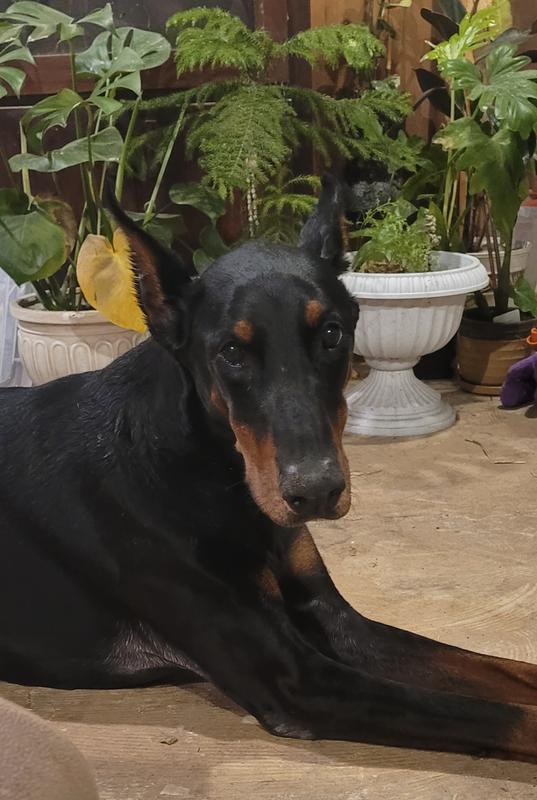 Angelina Doberman 9 years old going 2.