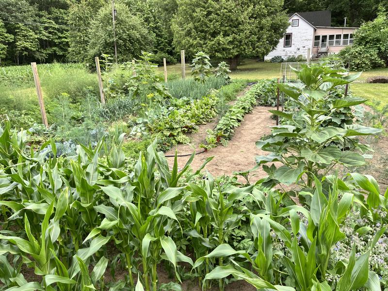 Reducing weeds allows me to use my gardening time for better plant care, like pruning and training plants, fertilizing, and monitoring for disease and pests.