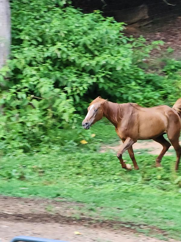 Chantilly leading the pack