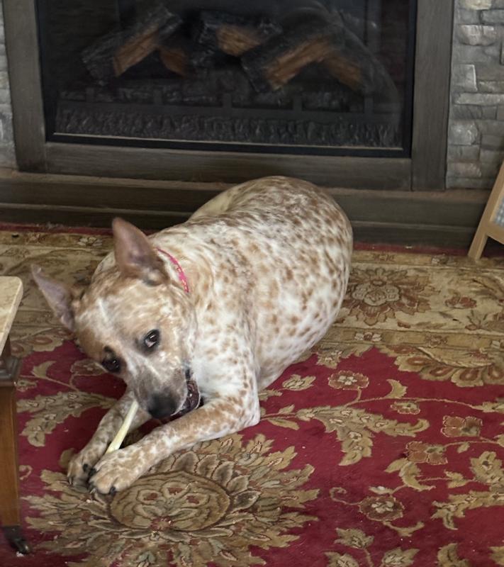 Baby Chewing on her bone!