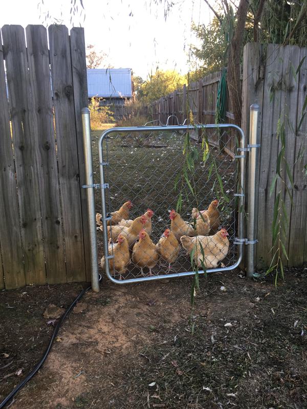 Mite free flock of chickens
