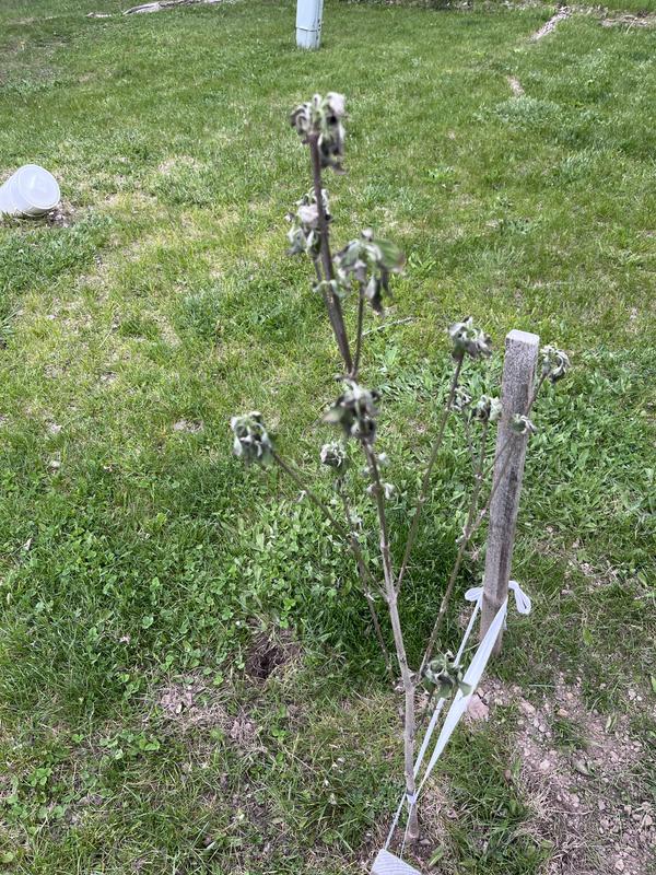 Plant was bare root and apparently dried out really quickly. Very disappointed.