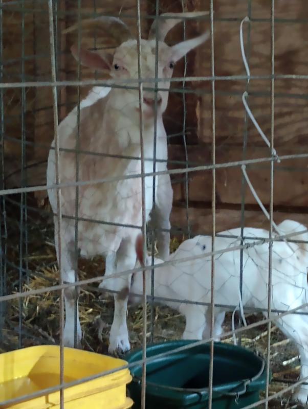 My first time freshener loves it.