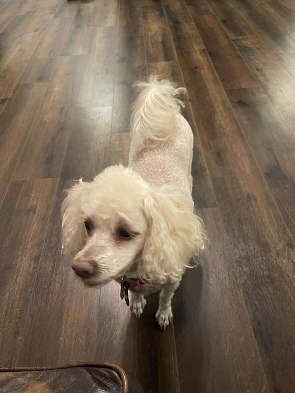 My healthy 16 year old poodle