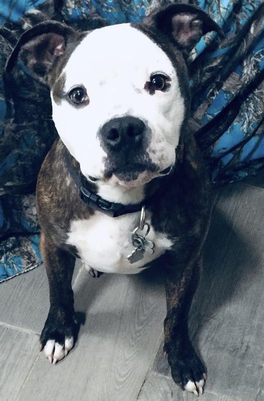 Pitbull approved