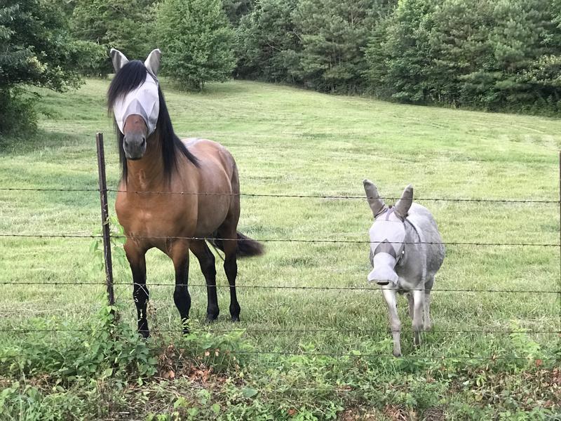 Donkey has mask that covers her nose. Horse did NOT like that one and tore it off.