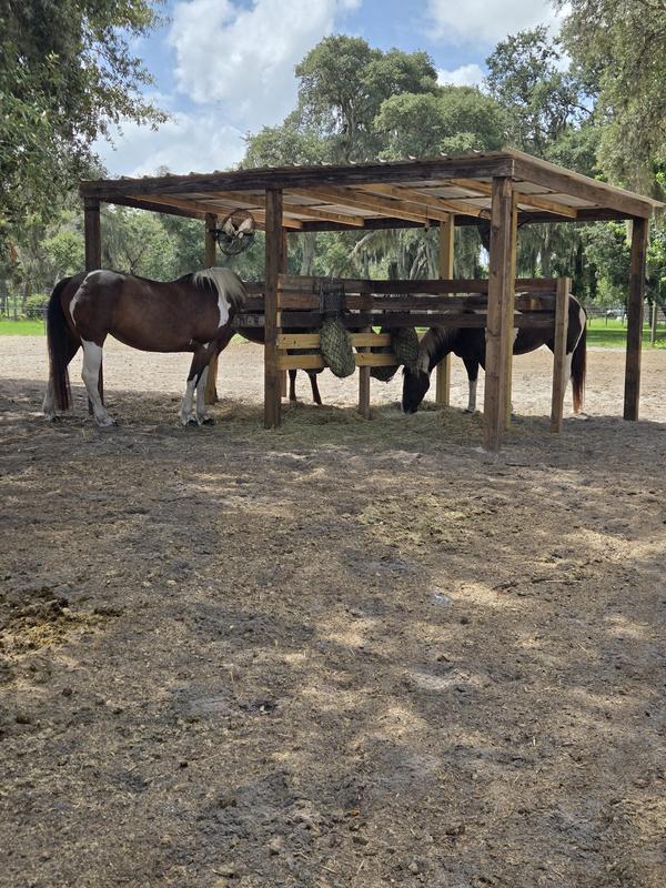 Happy horses with simplifly on board. Will never go one summer without it.