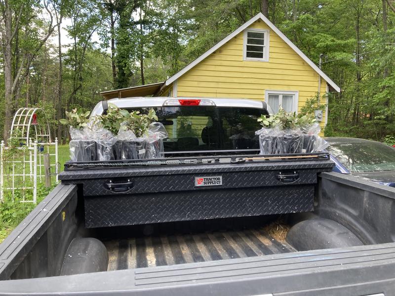 Packaged well. Arrived healthy.