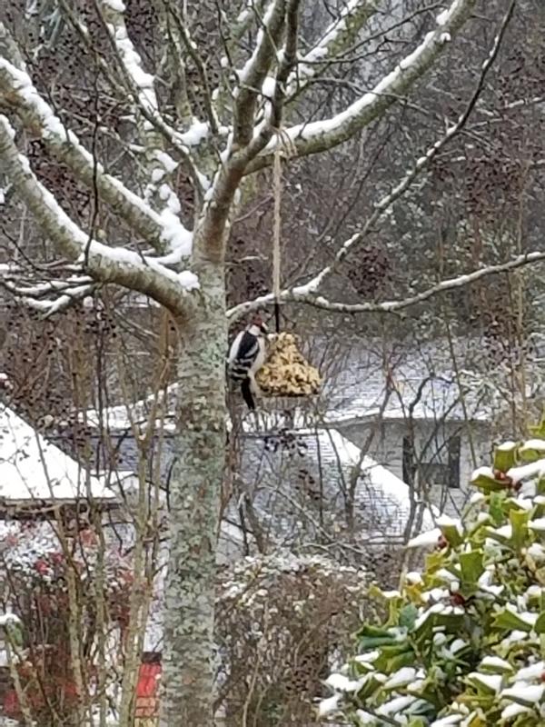 Downy woodpecker