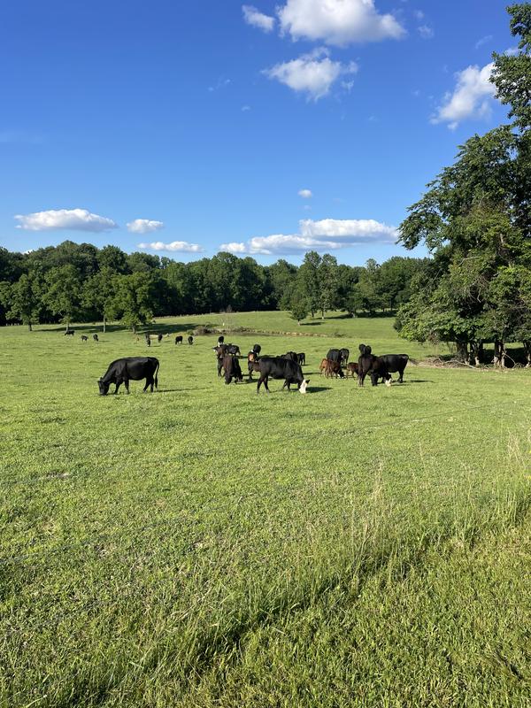 Herd, momma cows
