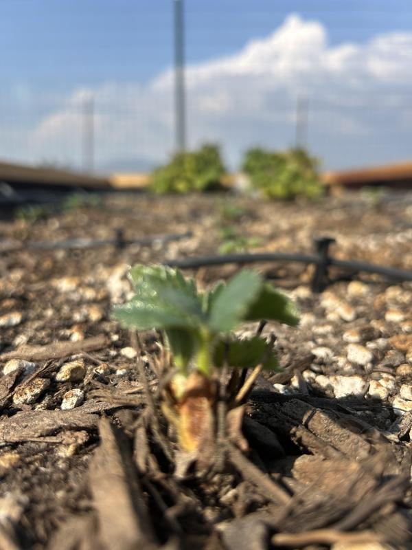 planted July 7, pic of strawberry 1 week later on July 14