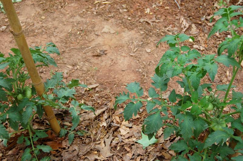 Cherokee Purple Tomato Plants Fruiting on April 19, 2026