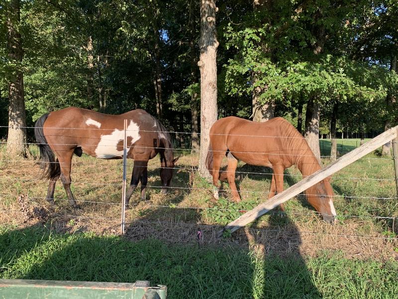 Our horses