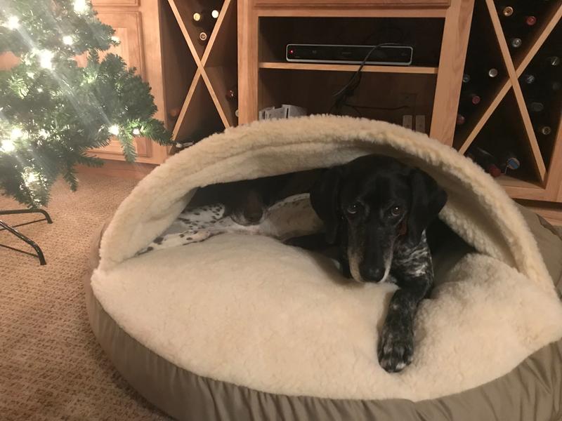 Both dogs fit.