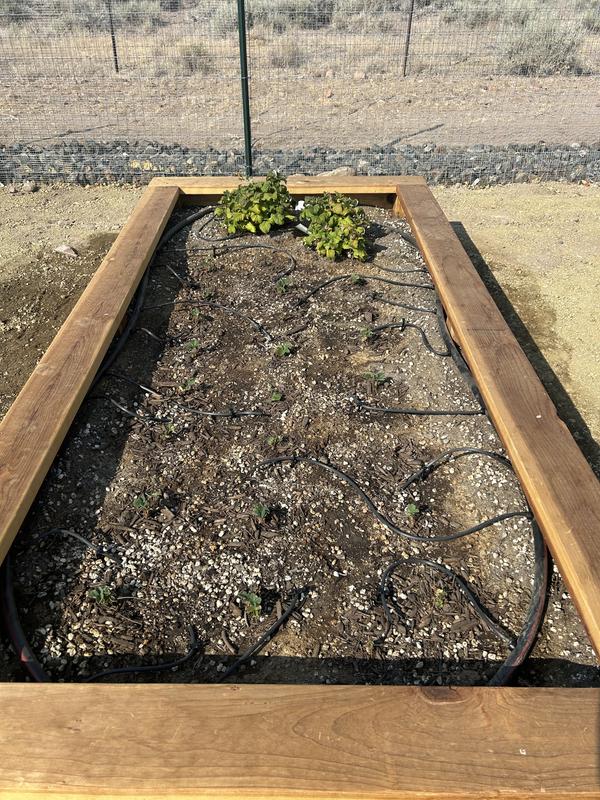 All 24 in the garden planted on July 7