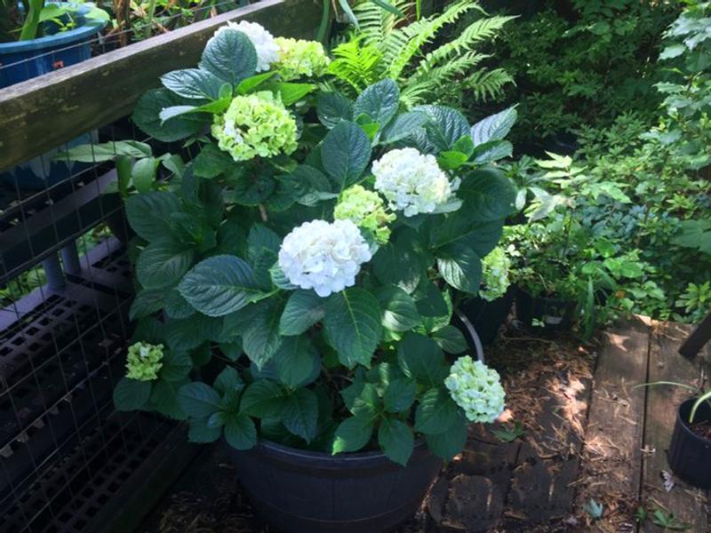 Hydrangeas in whiskey barrel