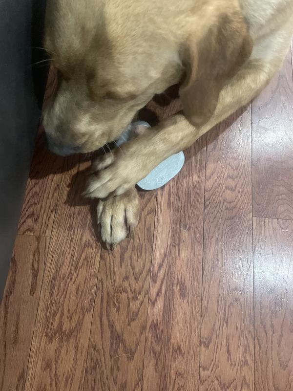 Duke playing with his toy