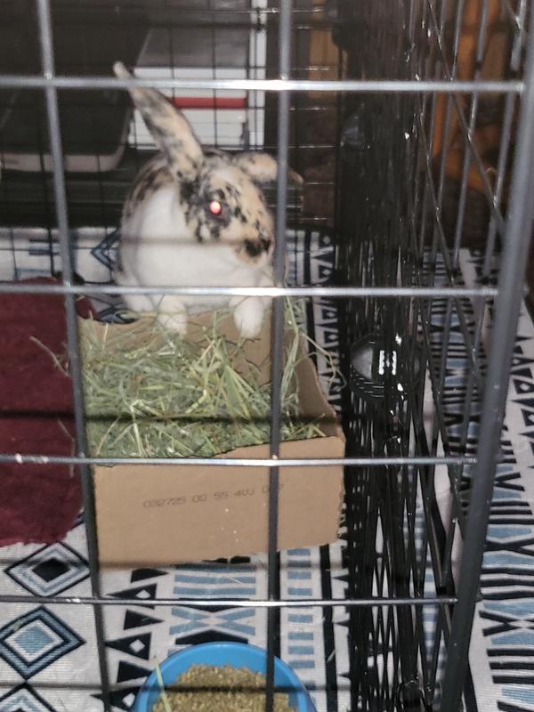 Trix enjoying her Oxbow Hay