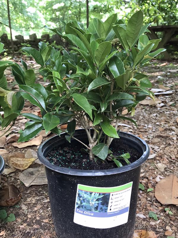 4 healthy looking plants