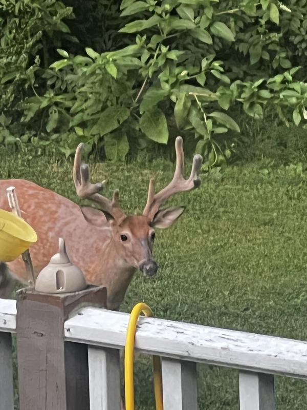 At supper time, it gets crowded