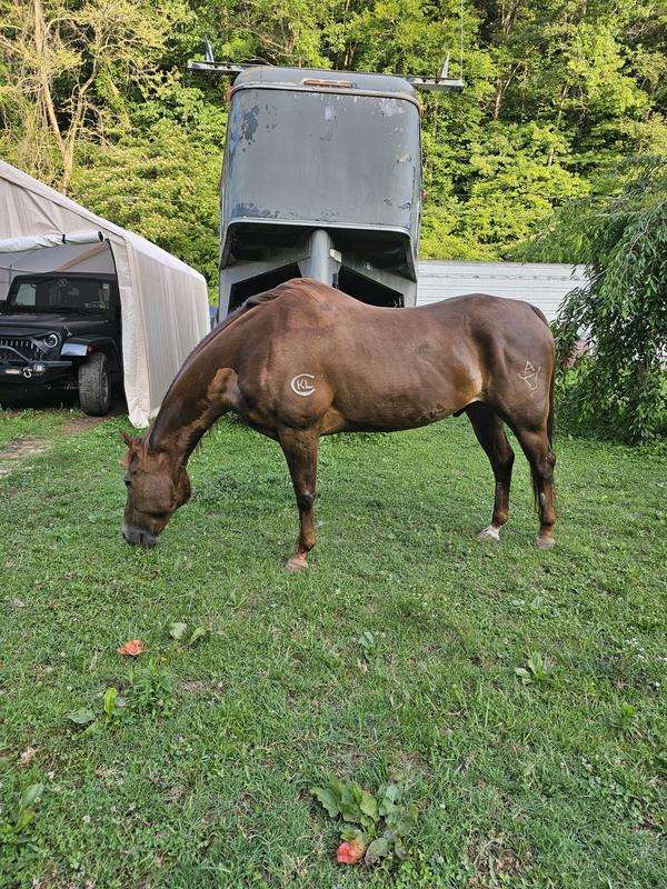 Chestnut is my 22 yr old,   Palomino is 10