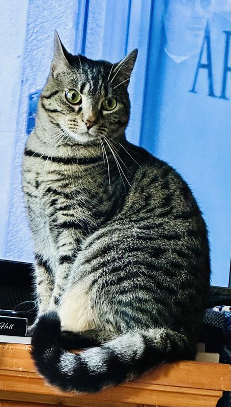 That’s the kind Kitty girl likes but we can’t find anymore!
